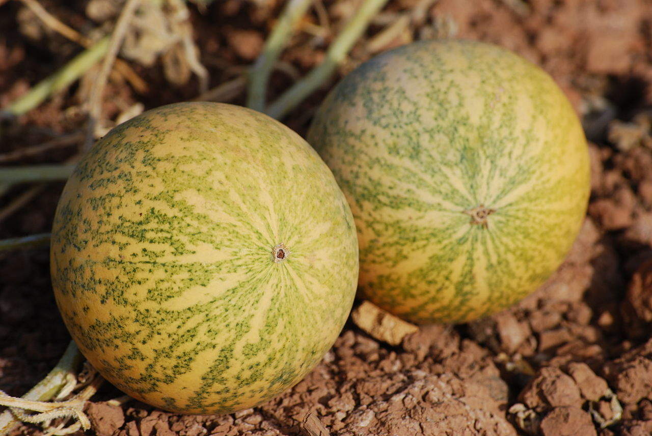1280px-cucumis_myriocarpus_-_melons