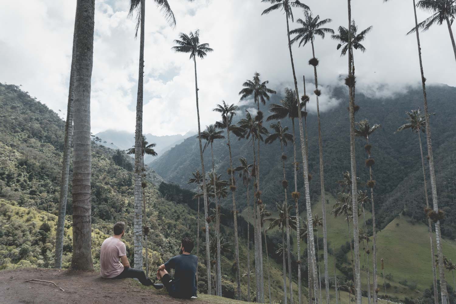 , Hoogste palmbomen ter wereld: Valle de Cocora, Colombia
