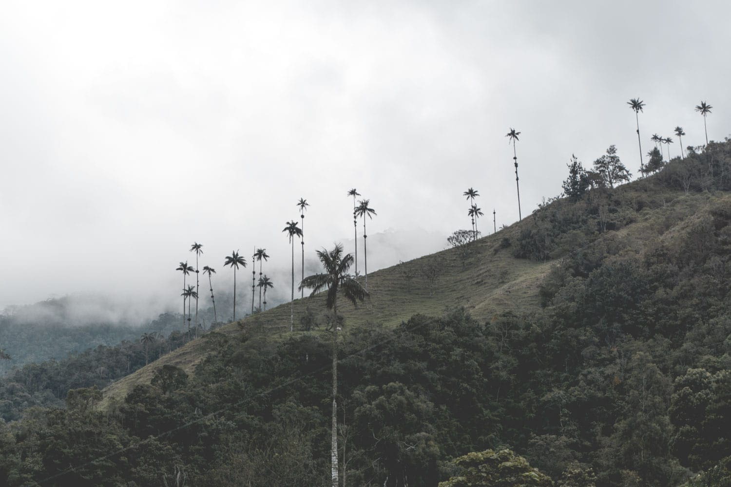 , Hoogste palmbomen ter wereld: Valle de Cocora, Colombia