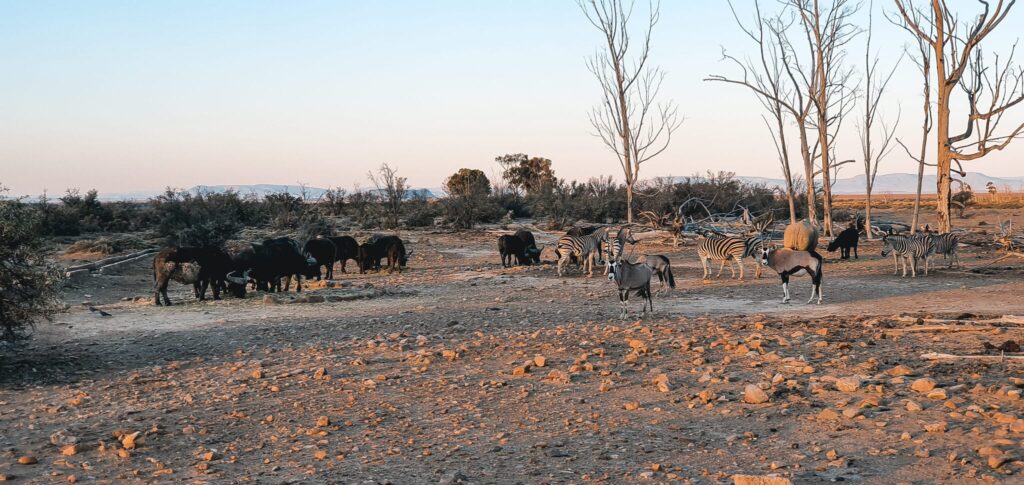 , Kaapstad: Zuid-Afrika in een citytrip!