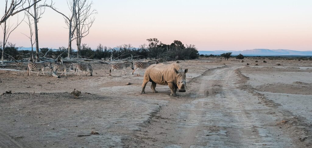 , Kaapstad: Zuid-Afrika in een citytrip!