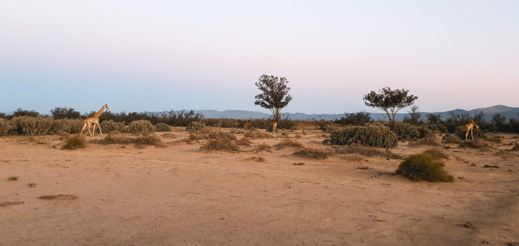 , Kaapstad: Zuid-Afrika in een citytrip!