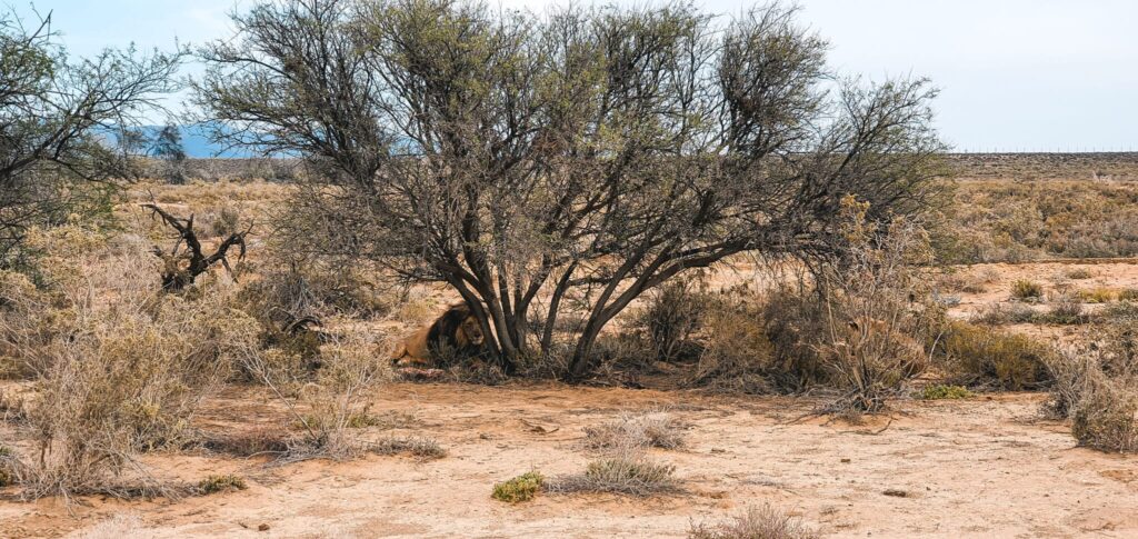 , Kaapstad: Zuid-Afrika in een citytrip!