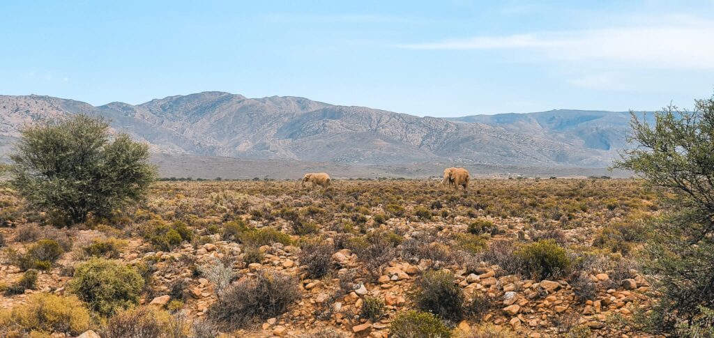 , Kaapstad: Zuid-Afrika in een citytrip!