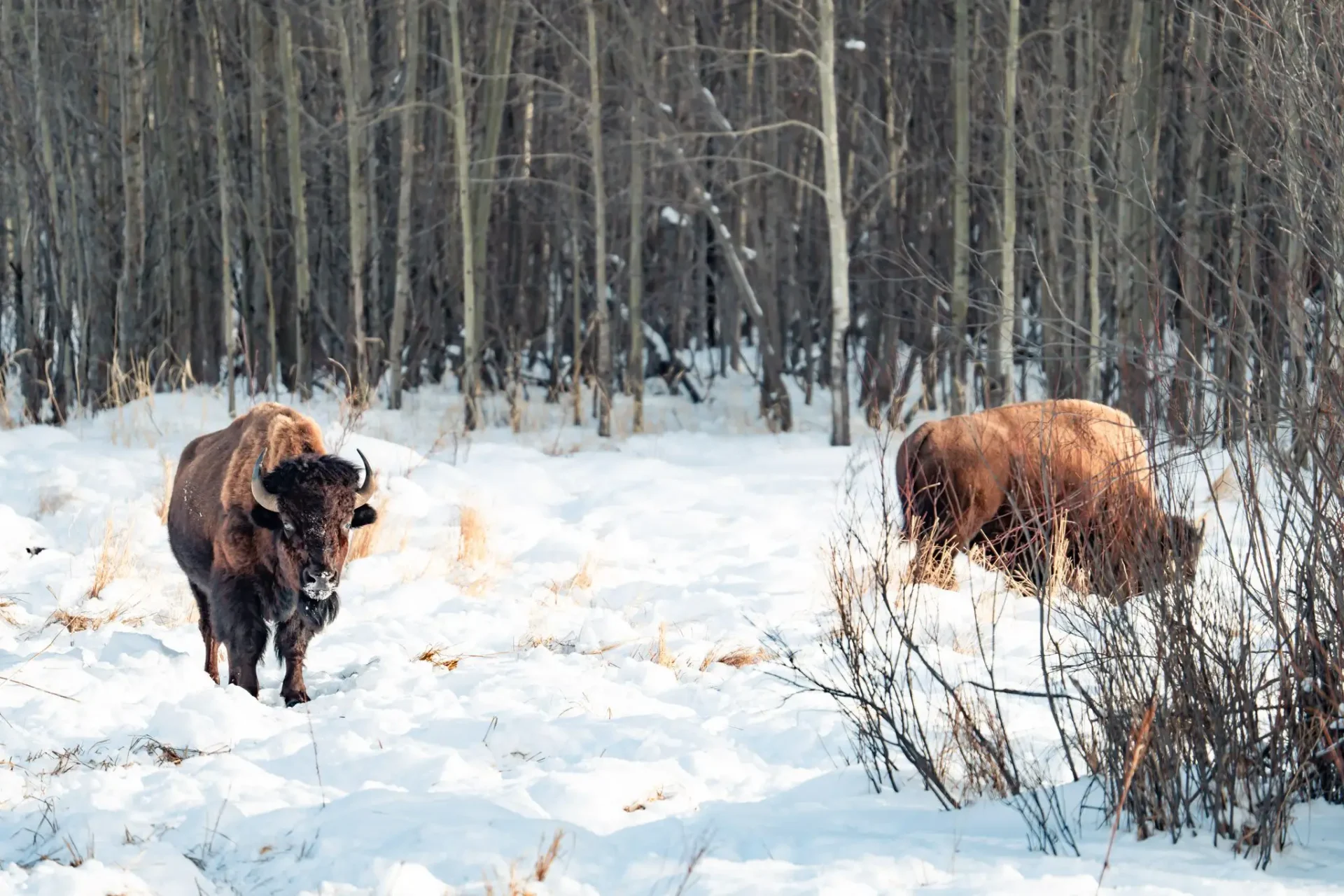 , Skip de Autobahn: <strong>de ultieme wintersporttrip is Canadees</strong>